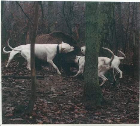 Dogo argentino Fang - 250 kg vildsvin billede 10
