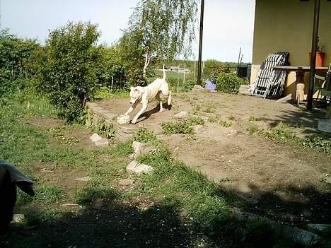 Dogo argentino Esto Del Cavdillo - fedt man en bold,  hey se lige laudrup her :-) billede 9