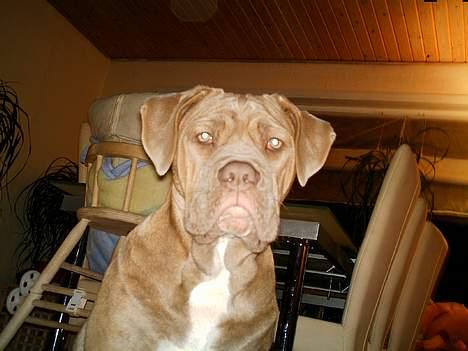 Blanding af racer bulli..  billede 8