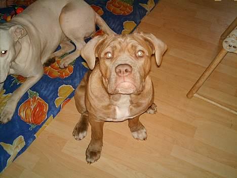 Blanding af racer bulli..  billede 9