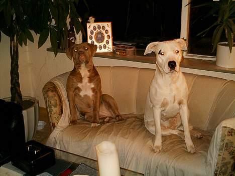 Blanding af racer bulli..  billede 10