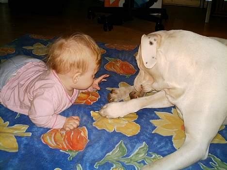 Dogo argentino Fang billede 11