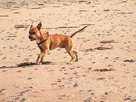 Amerikansk staffordshire terrier Primo - så er det fuld fart på over stranden.. 1 år billede 11