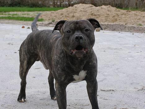 Amerikansk staffordshire terrier Banzai den bedste - var det mig du sagde det til billede 10