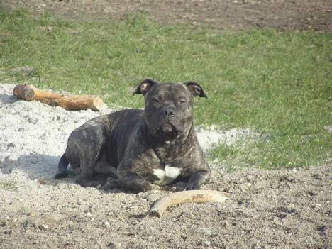 Amerikansk staffordshire terrier Banzai den bedste - holder lige vagt ved min pind billede 11