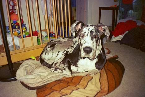 Grand danois  R.I.P Mister. - jeg elsker at ligge og hygge ved kravlegården. billede 8