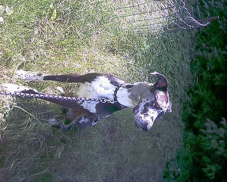 Grand danois  R.I.P Mister. - mister er i haven billede 10