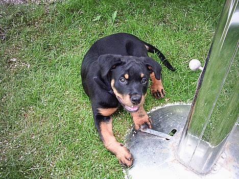 Rottweiler Nana - Mad fra grillen, namme nam! billede 1