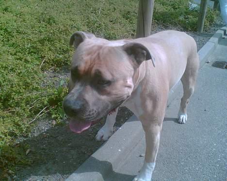 Amerikansk staffordshire terrier Totti *Amager* billede 16