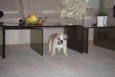 Engelsk bulldog Lucy (født Sally) - Lucy på opdagelse i hendes nye hjem billede 6