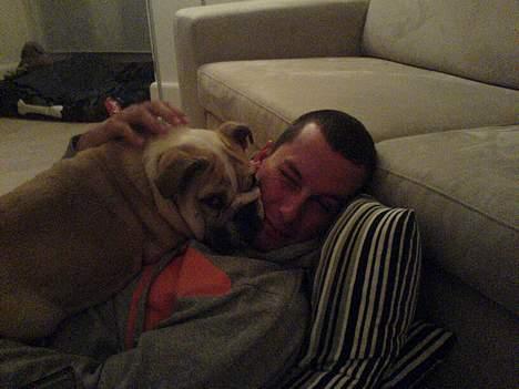 Engelsk bulldog Lucy (født Sally) - kan jeg komme tættere på.... billede 7