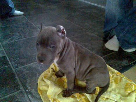 Amerikansk staffordshire terrier Idahno (Dahno) - her havde jeg lige fået ham, kun 7 uger gammel.. billede 3
