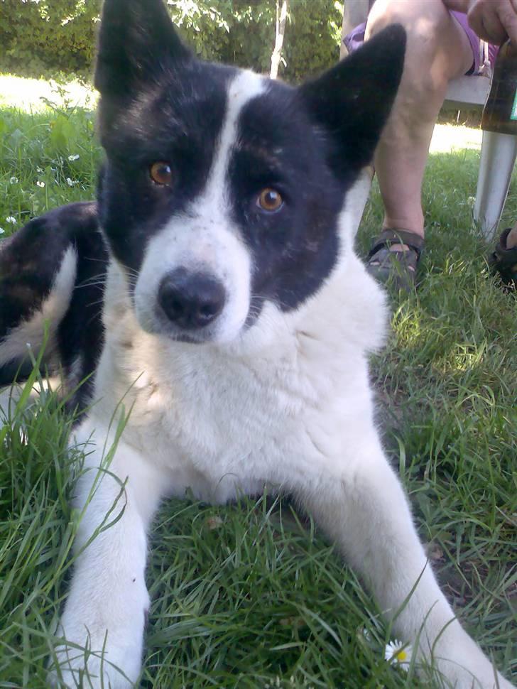 Karelsk bjørnehund Bjørnehusets Lykke *DØD* - Smukke Lykke :-) billede 1