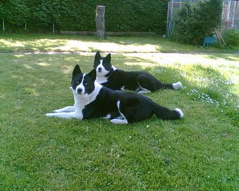 Karelsk bjørnehund Bjørnehusets Lykke *DØD* - Lykke forest, Takki bagerst billede 2