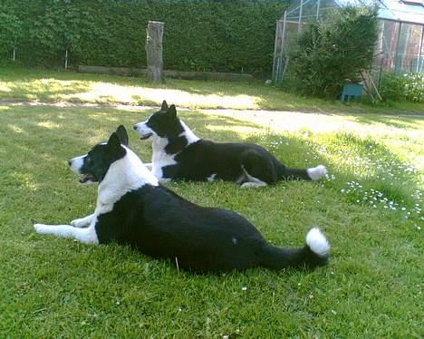 Karelsk bjørnehund Bjørnehusets Lykke *DØD* billede 3