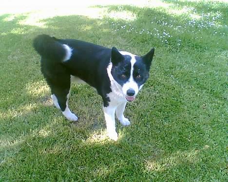 Karelsk bjørnehund Bjørnehusets Lykke *DØD* - Skønt vejr :-) billede 4