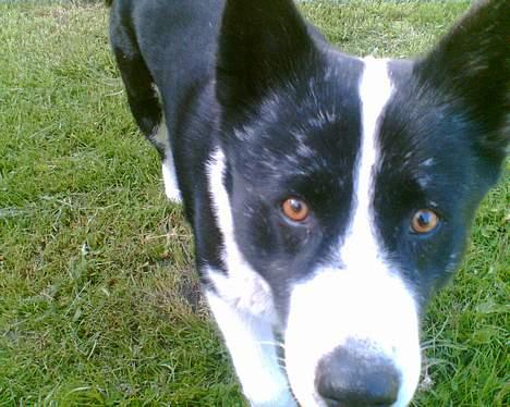 Karelsk bjørnehund Bjørnehusets Lykke *DØD* - ..øøh... hallo billede 6