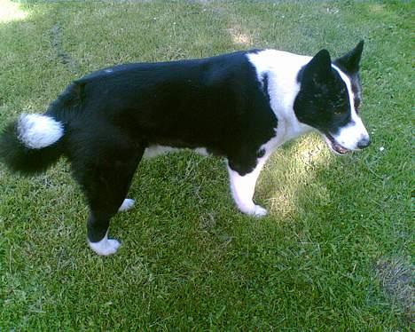 Karelsk bjørnehund Bjørnehusets Lykke *DØD* billede 7