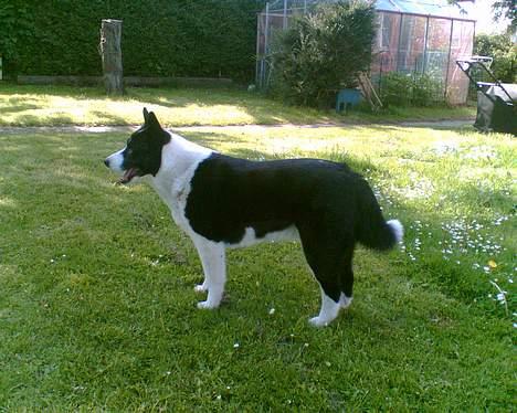 Karelsk bjørnehund Bjørnehusets Lykke *DØD* - Damen er betemt ikke nem at tage billeder af  billede 8