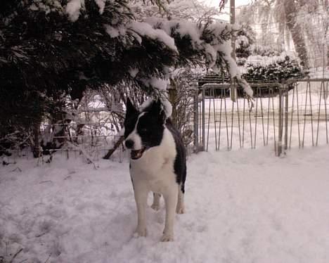 Karelsk bjørnehund Bjørnehusets Lykke *DØD* - Fra i vinter billede 9