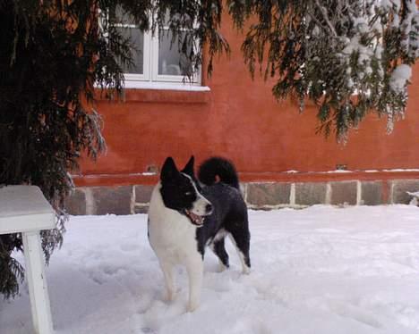 Karelsk bjørnehund Bjørnehusets Lykke *DØD* - Rigtigt bjørnevejr :-) billede 10