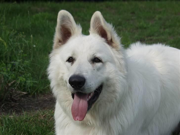 Hvid schæfer Cato - 1 år og 4 mdr billede 1