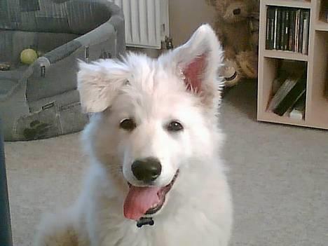Hvid schæfer Cato - 9uger billede 2