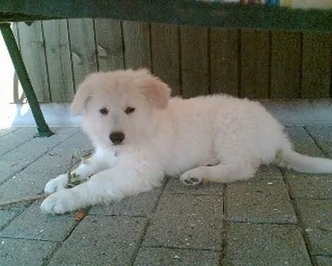 Hvid schæfer Cato - 8 uger i dag er jeg lige blevet hentet af min nye familie. billede 3