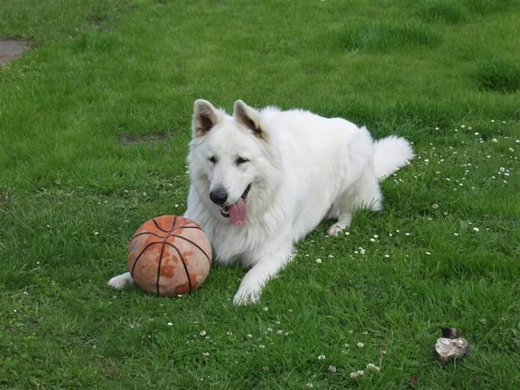 Hvid schæfer Cato - 1år og 4 mdr billede 4