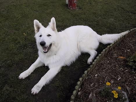 Hvid schæfer Cato - 8mdr billede 5