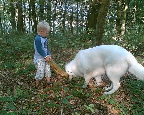 Hvid schæfer Cato - giv mig så den pind billede 6