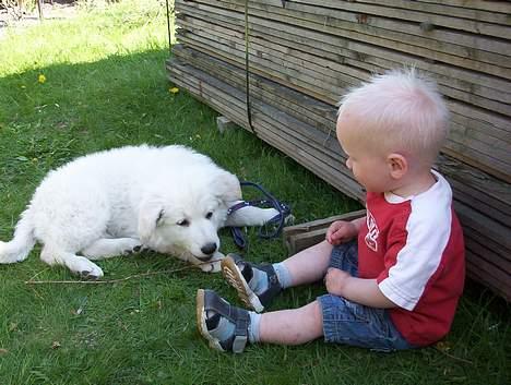Hvid schæfer Cato - Her er jeg sammen med Noah han er næsten på størrelse med mig ;o) billede 7