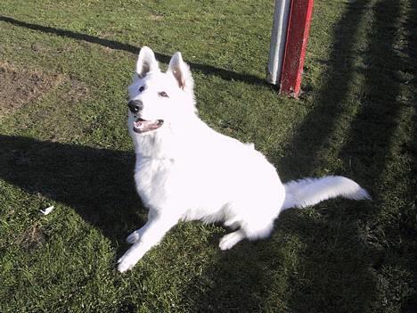 Hvid schæfer Cato - Kast så den bold.    8mdr billede 8