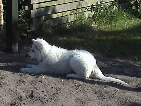 Hvid schæfer Cato - 12 uger. billede 9