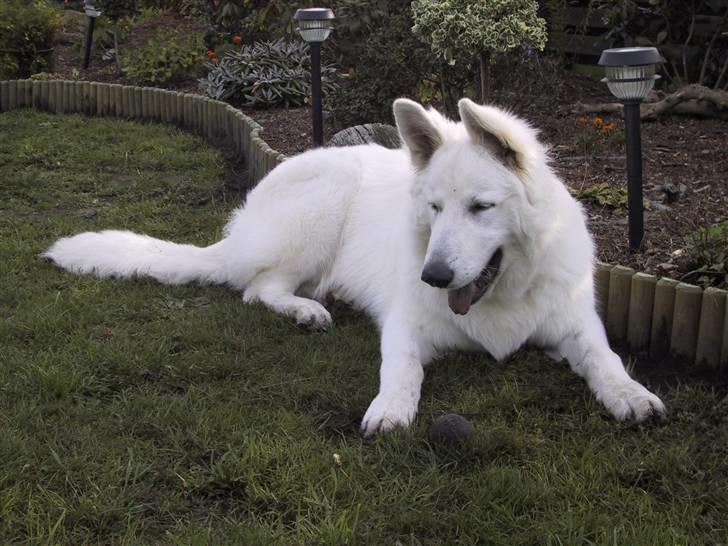 Hvid schæfer Cato - 8mdr billede 11