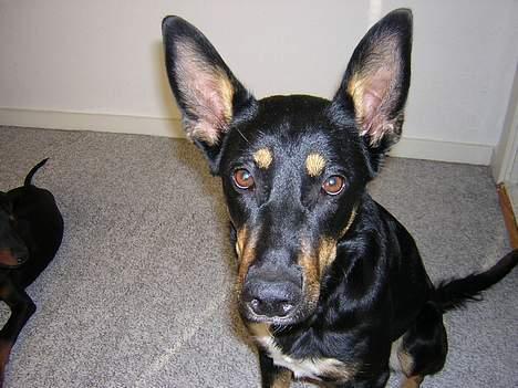 Blanding af racer Daisy*RIP* billede 1