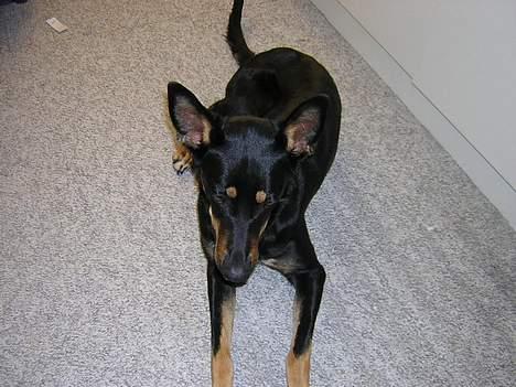 Blanding af racer Daisy*RIP* billede 2