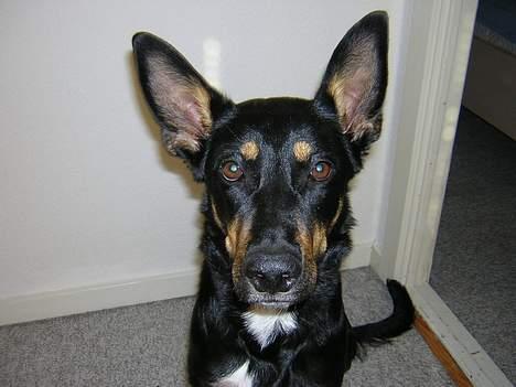 Blanding af racer Daisy*RIP* billede 3