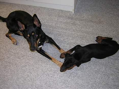 Blanding af racer Daisy*RIP* billede 4