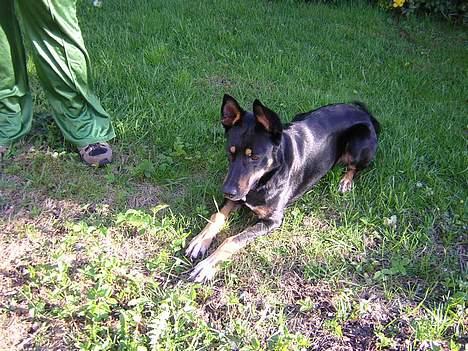 Blanding af racer Daisy*RIP* billede 5