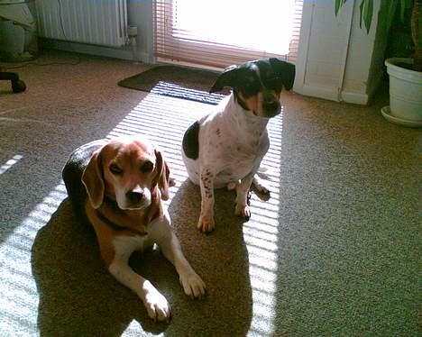 Beagle <3 PrinZezz $ille <3 - elsker min viggo hi hï  billede 7