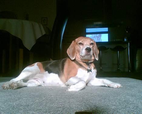 Beagle <3 PrinZezz $ille <3 - slapper af i solen. ser jeg ikke godt ud i denne vinkel ??? :) billede 8