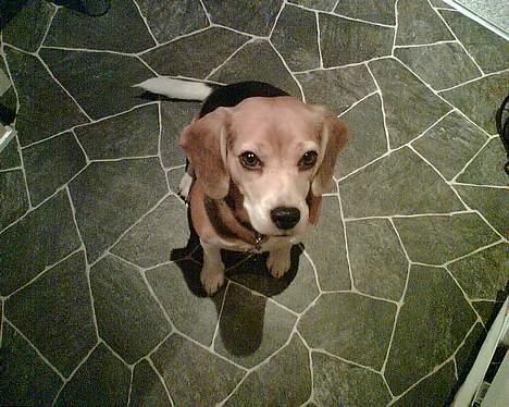 Beagle <3 PrinZezz $ille <3 - se mig lige fra oven heh heh :P billede 9