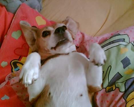 Beagle <3 PrinZezz $ille <3 - smiiiiiiiiiillllll billede 10