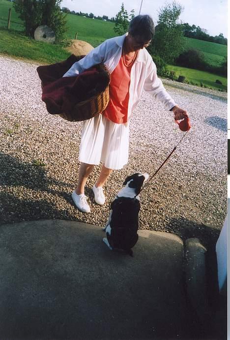 Blanding af racer Molly(DØD) - Her hentes hun på dyrepension hvor de passer hende godt billede 1