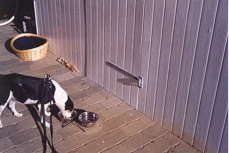 Blanding af racer Molly(DØD) - Her drikker/spiser jeg billede 2