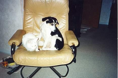 Blanding af racer Molly(DØD) - Her sidder jeg sammen med Muggi er lidt utryg ved det som billedet afslører billede 3