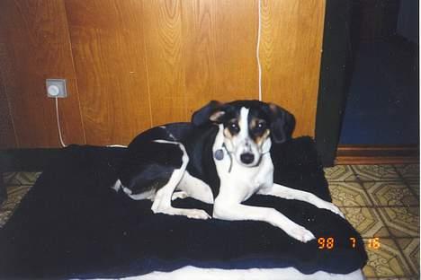 Blanding af racer Molly(DØD) - Her ligger jeg på komando efter Diana det er kun hende der kan få mig til at lystre i lang tid billede 4