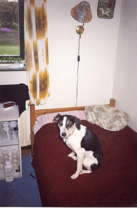 Blanding af racer Molly(DØD) - Her sidder jeg i Diana´s seng og ser hvad der ellers sker rundt omkring mig billede 5