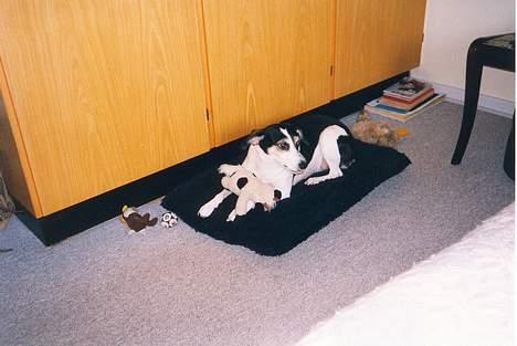 Blanding af racer Molly(DØD) - Her passer jeg på min ko INGEN må tage den GRR billede 6